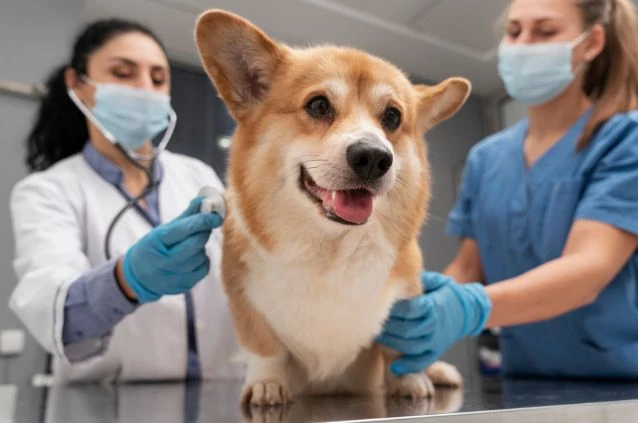 profissionais de medicina veterinária