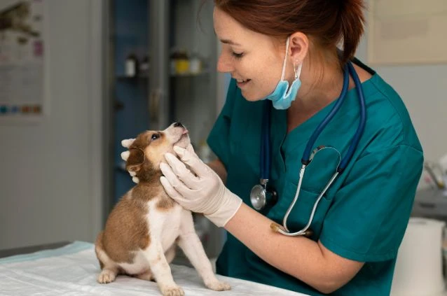 médico-veterinário cuidando de cachorro